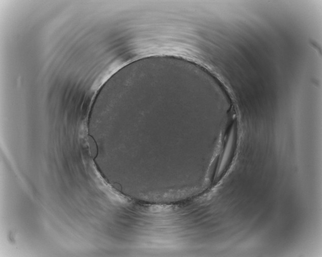 X0000099561521200805301530