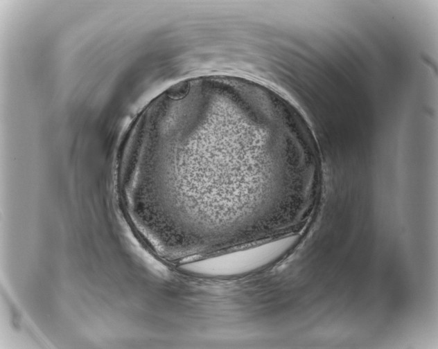 X0000099561525200805301531