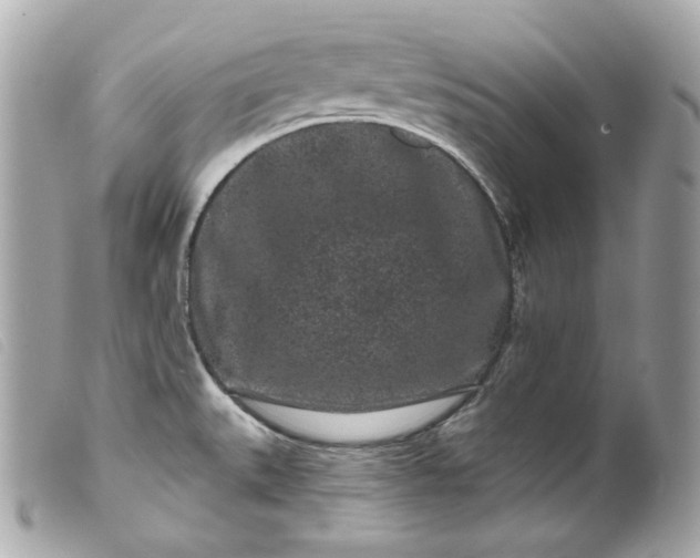 X0000099561527200805301531