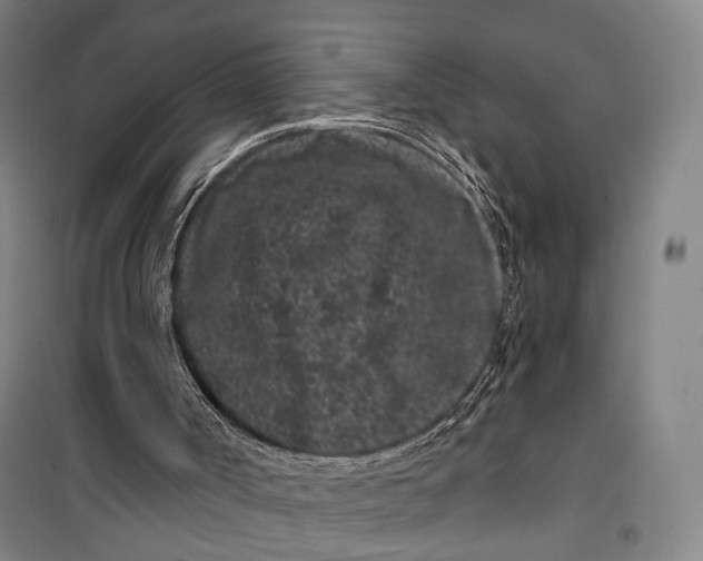 X0000099560002200806061550