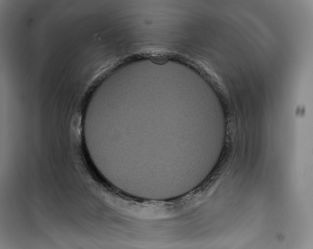 X0000099560024200806061550