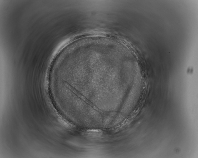 X0000099560053200806061549