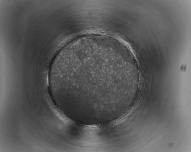 X0000099560061200806061549