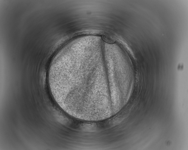 X0000099560110200806061548