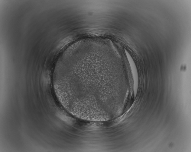 X0000099560128200806061548