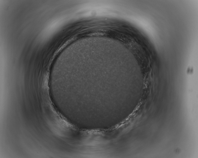 X0000099560146200806061547