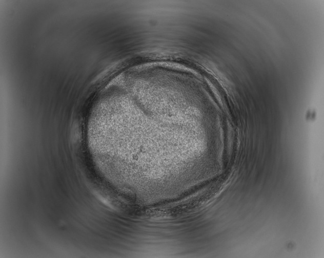 X0000099560165200806061548