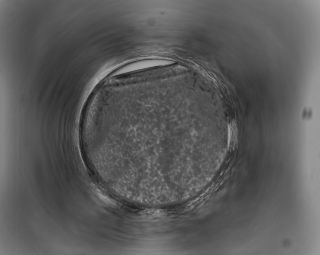 X0000099560195200806061547