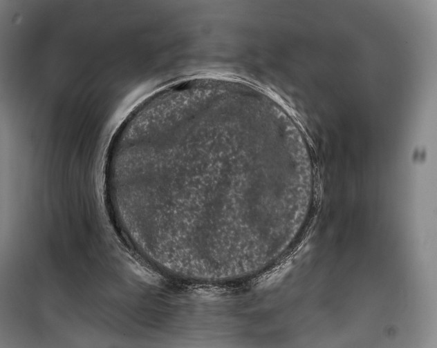 X0000099560199200806061547