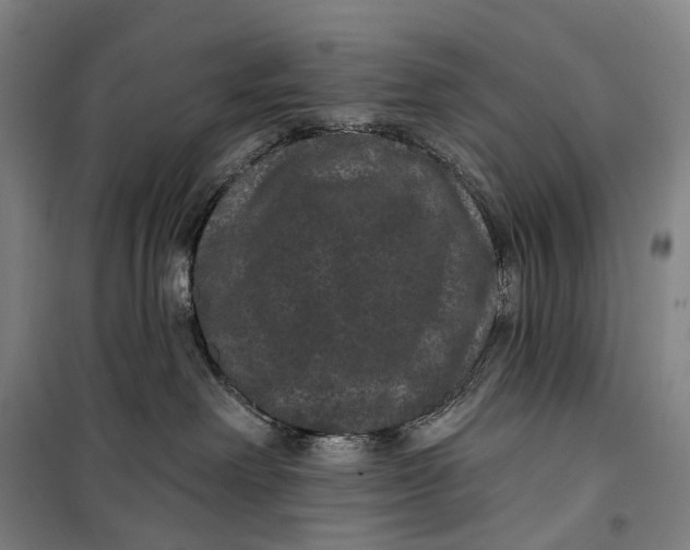 X0000099560238200806061547