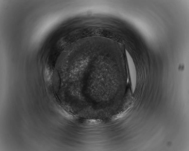 X0000099560239200806061547