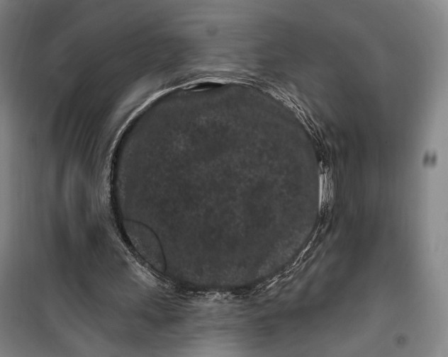 X0000099560243200806061546