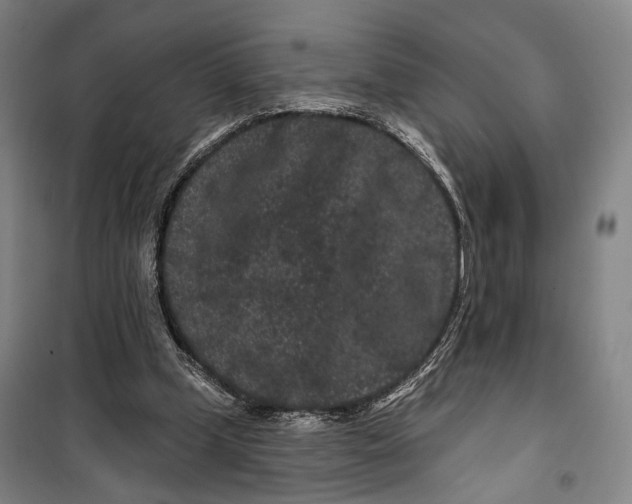 X0000099560249200806061546