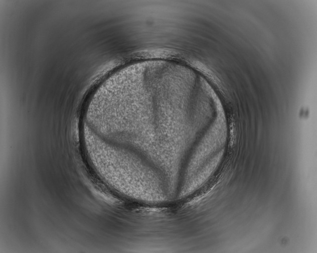 X0000099560254200806061546