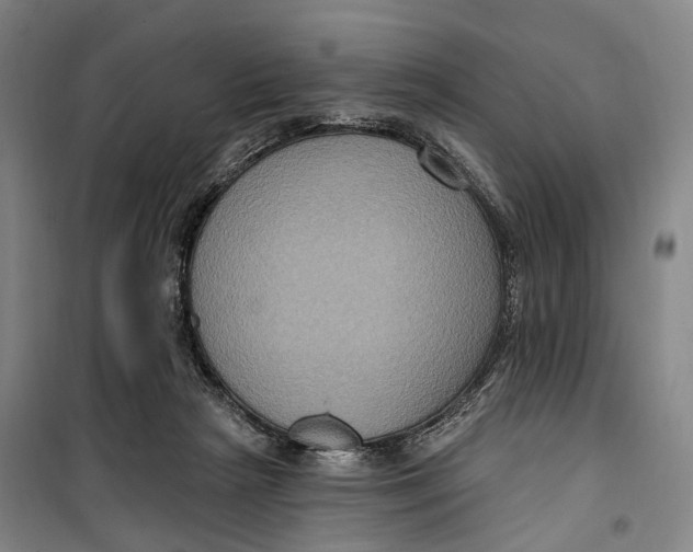 X0000099560265200806061546