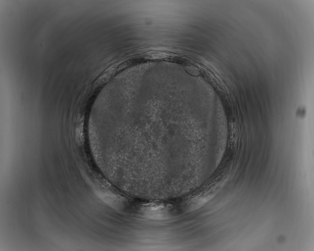 X0000099560267200806061546