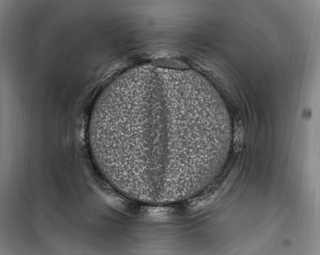 X0000099560268200806061546