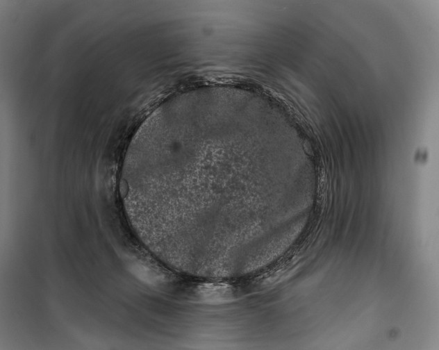 X0000099560271200806061546