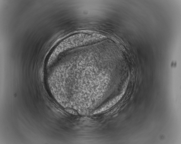 X0000099560290200806061546