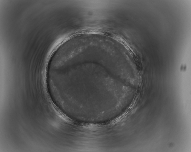 X0000099560293200806061546