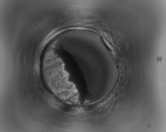 X0000099560295200806061546