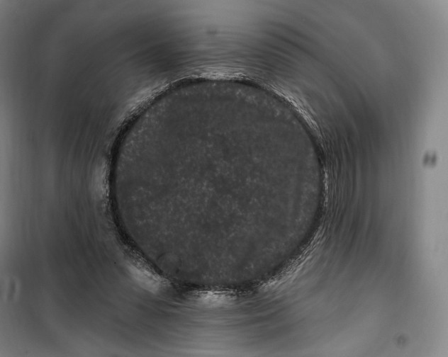 X0000099560303200806061546