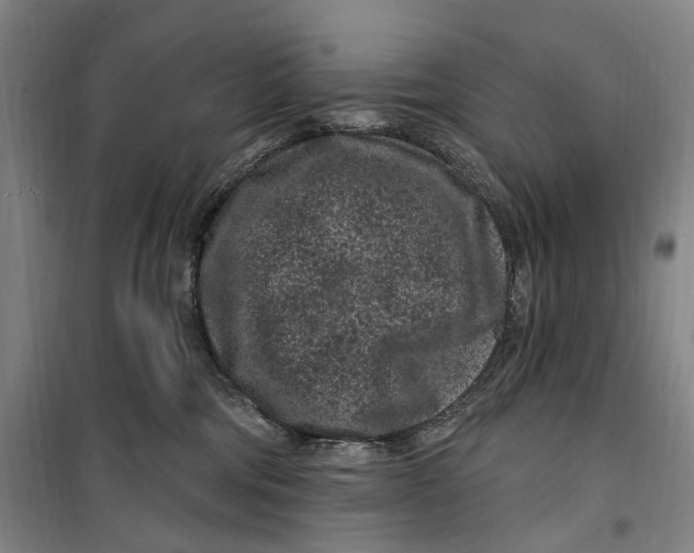 X0000099560330200806061545