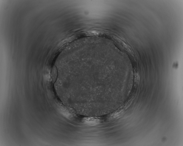 X0000099560331200806061545