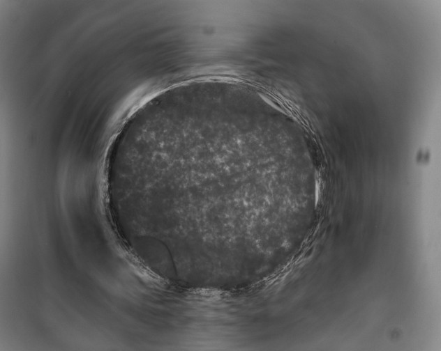 X0000099560339200806061545