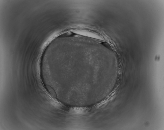 X0000099560341200806061545