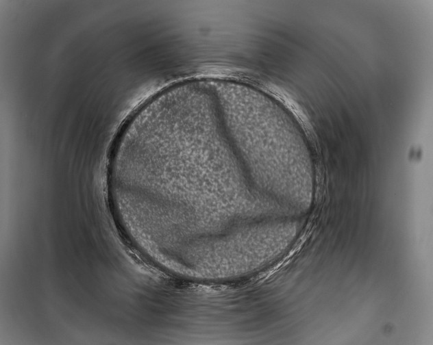 X0000099560346200806061545