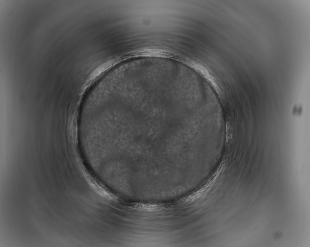 X0000099560349200806061545