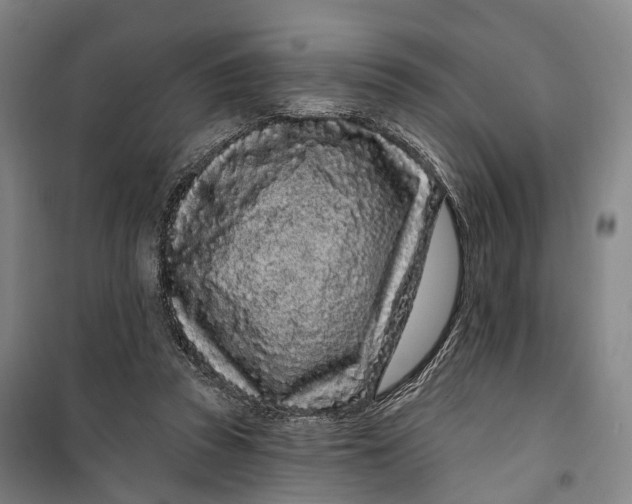 X0000099560353200806061545