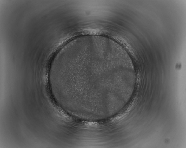 X0000099560355200806061545