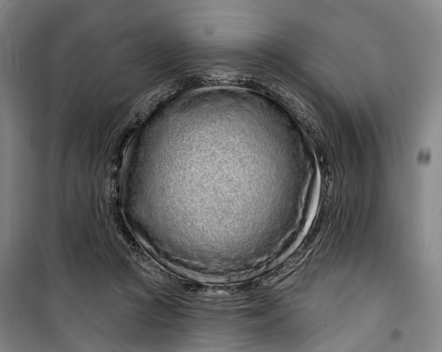 X0000099560361200806061545