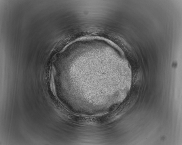 X0000099560365200806061545