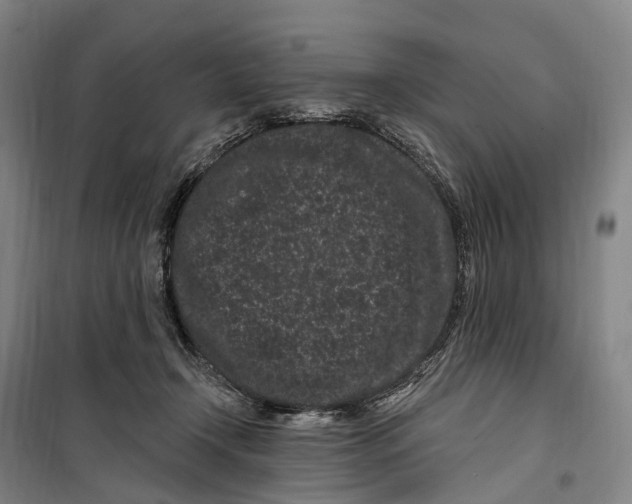 X0000099560366200806061545