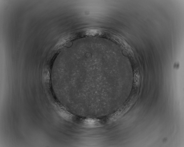 X0000099560375200806061545