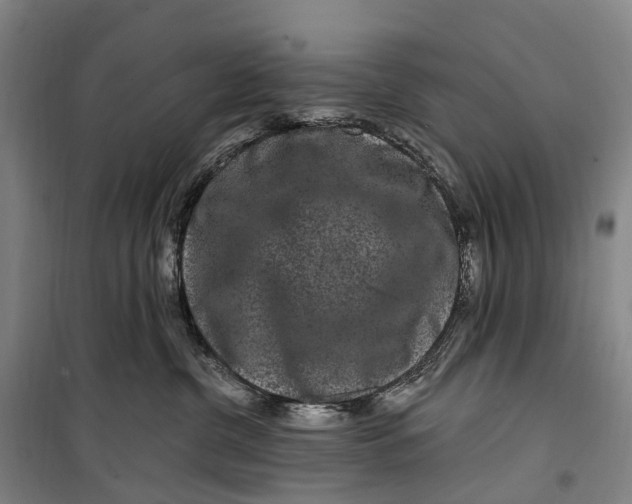 X0000099560380200806061545