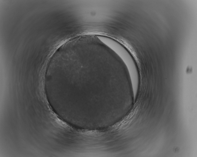 X0000099560385200806061545