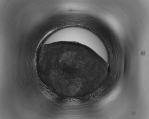 X0000099560387200806061545