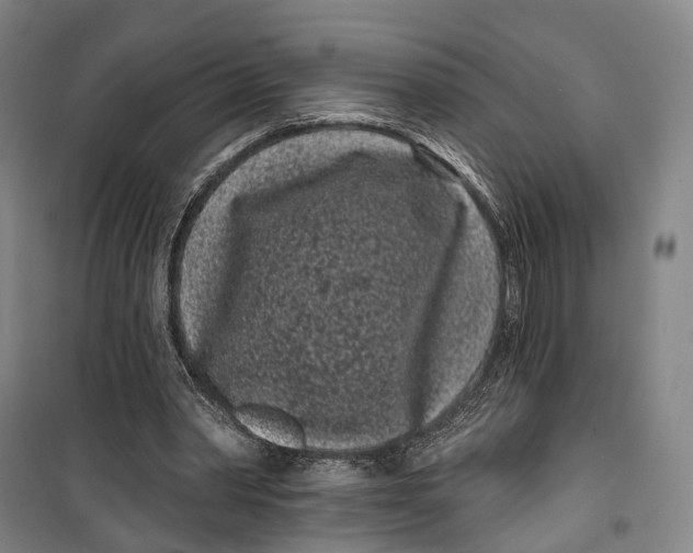 X0000099560390200806061544