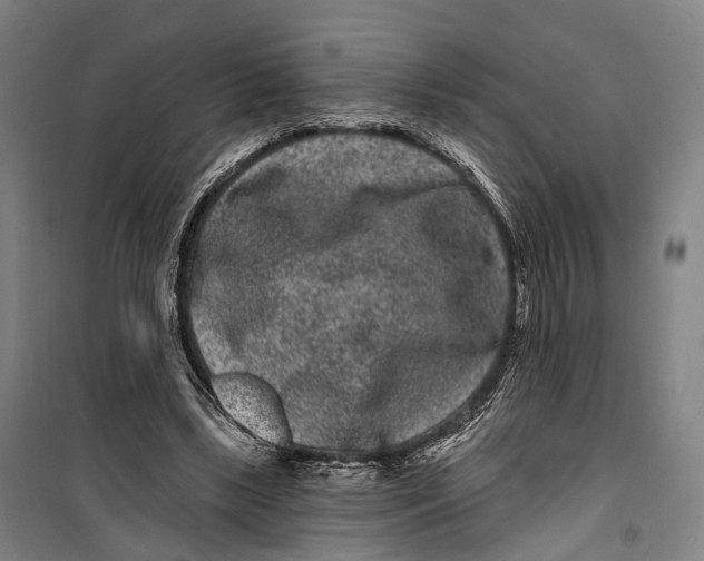 X0000099560443200806061543