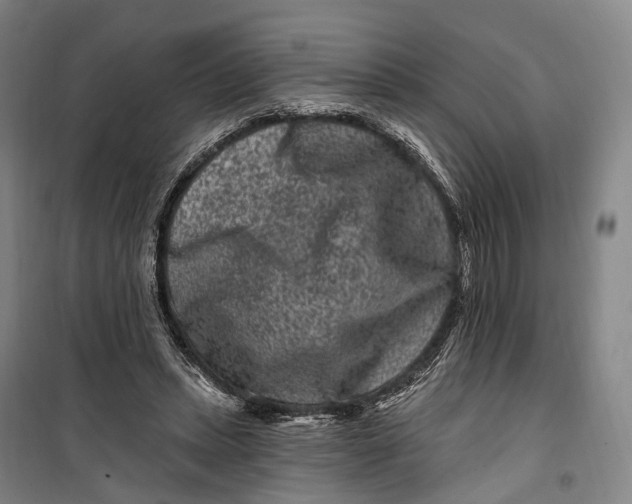 X0000099560447200806061543