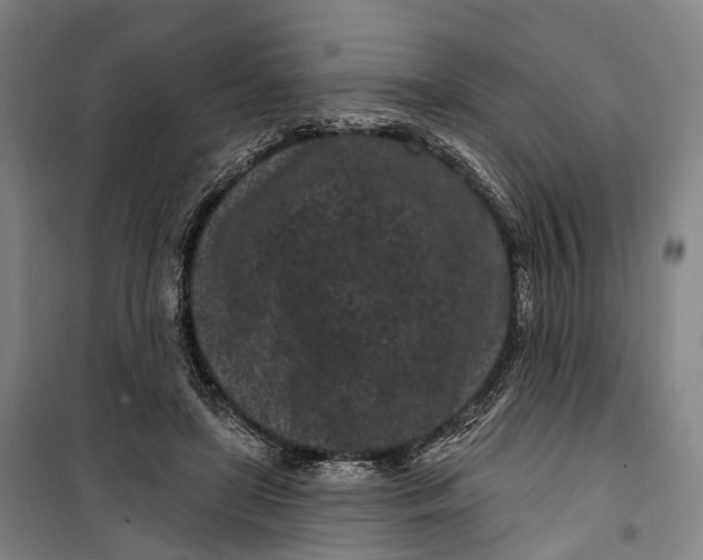 X0000099560451200806061543