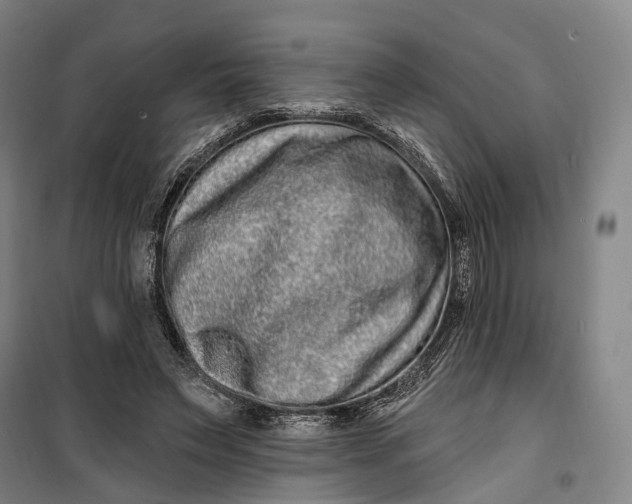 X0000099560495200806061543