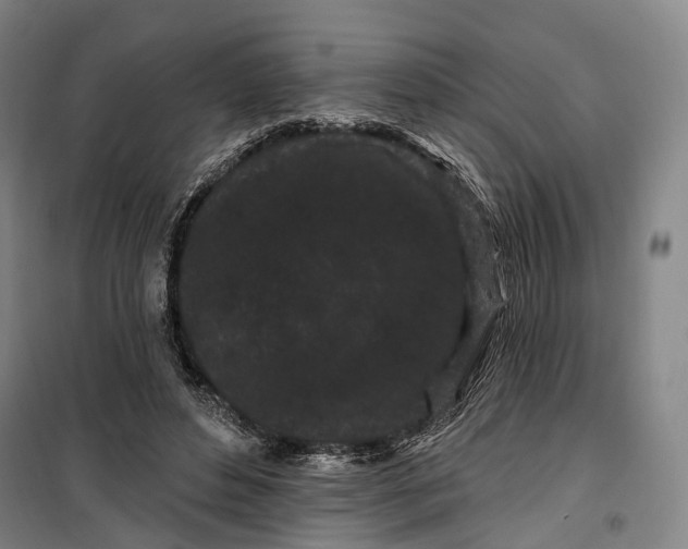 X0000099560496200806061543