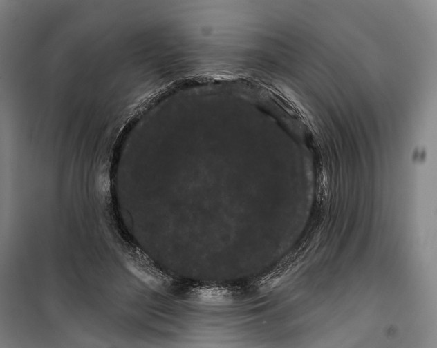 X0000099560500200806061543