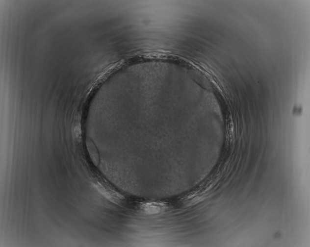 X0000099560508200806061543