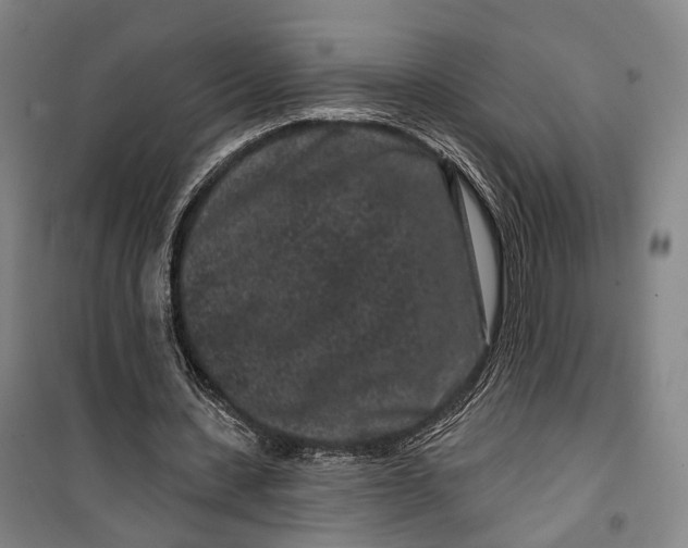 X0000099560531200806061542